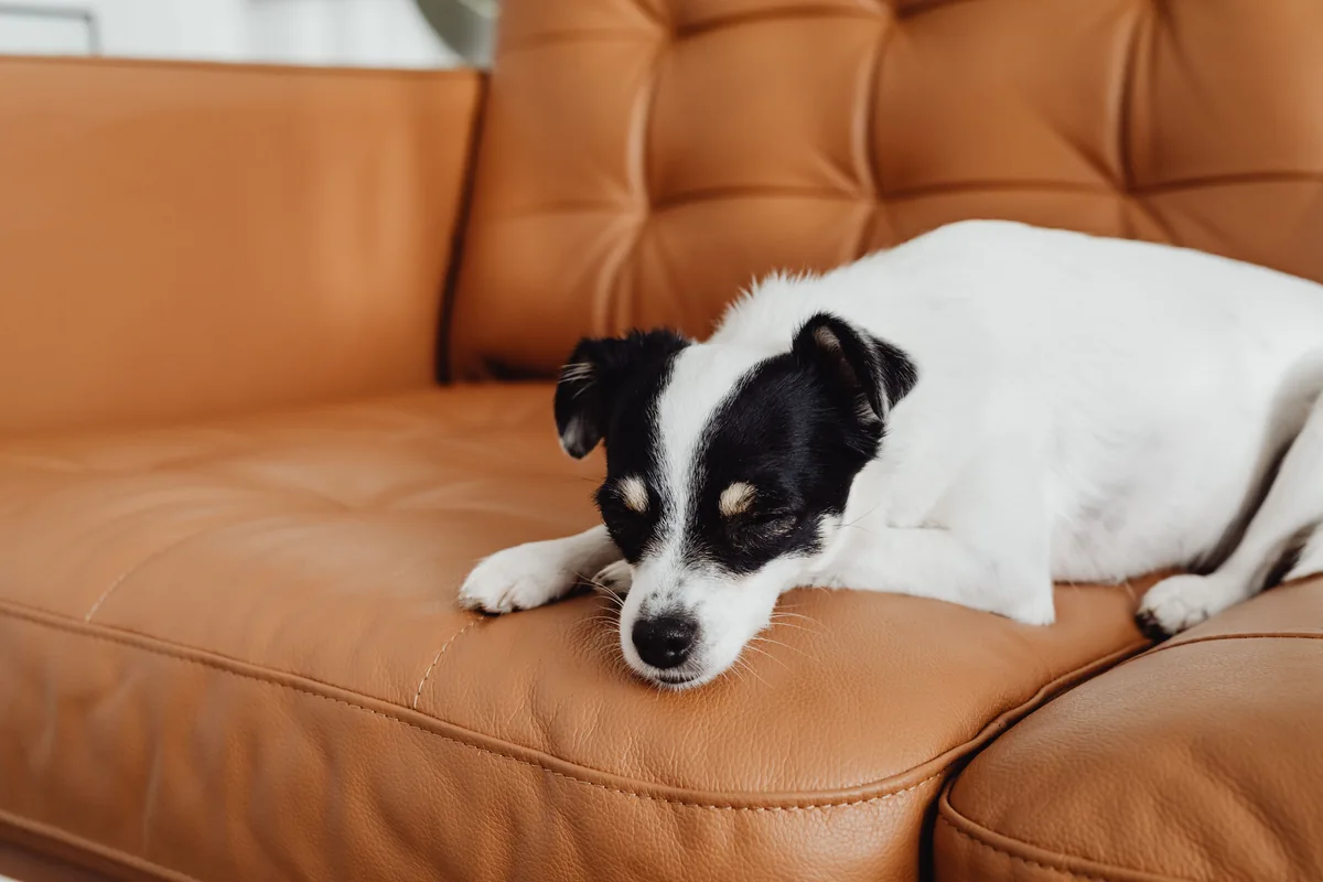 A small dog sleeping on a brown leather sofa