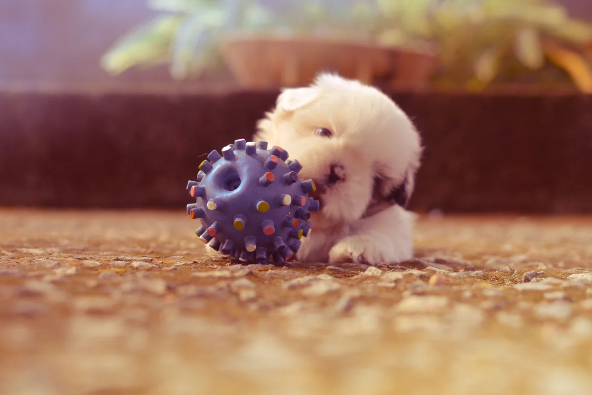 A puppy exploring a colourful textured ball