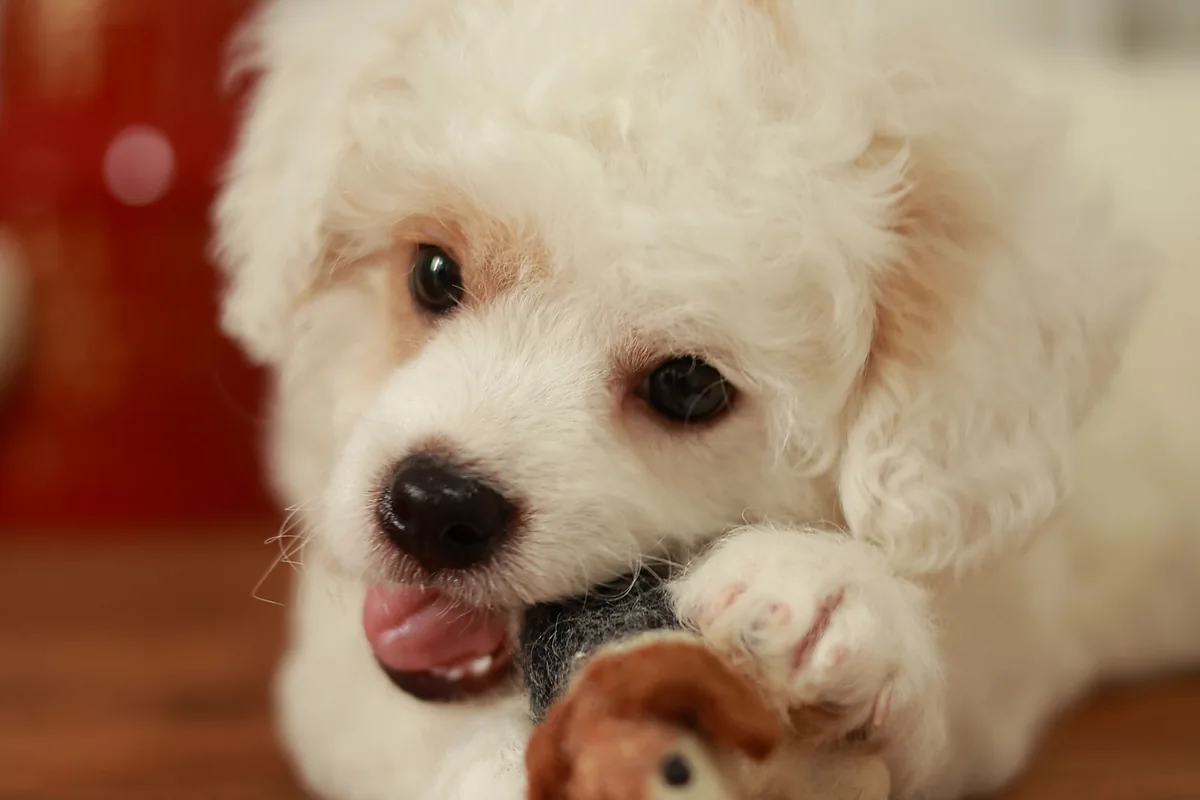 A white puppy playing with a chew toy on a wooden floor