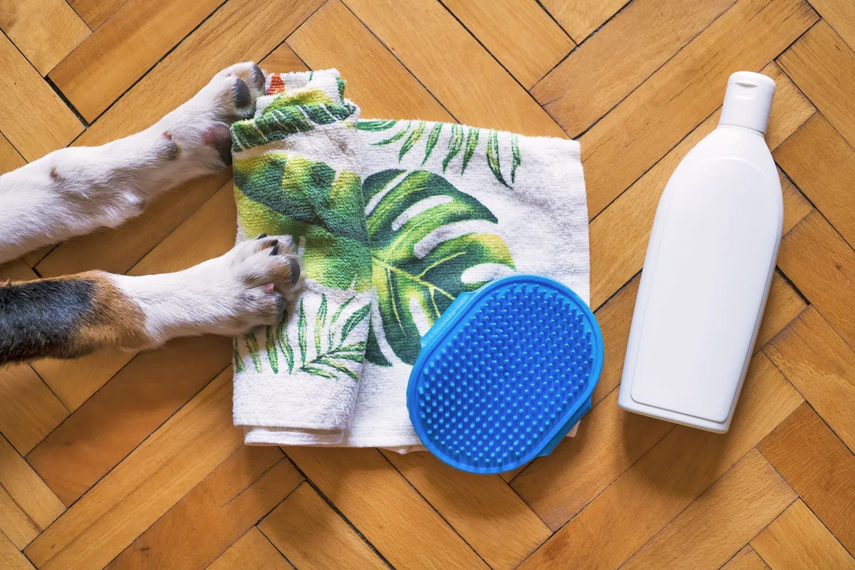 Dog paws beside a towel, brush and grooming supplies