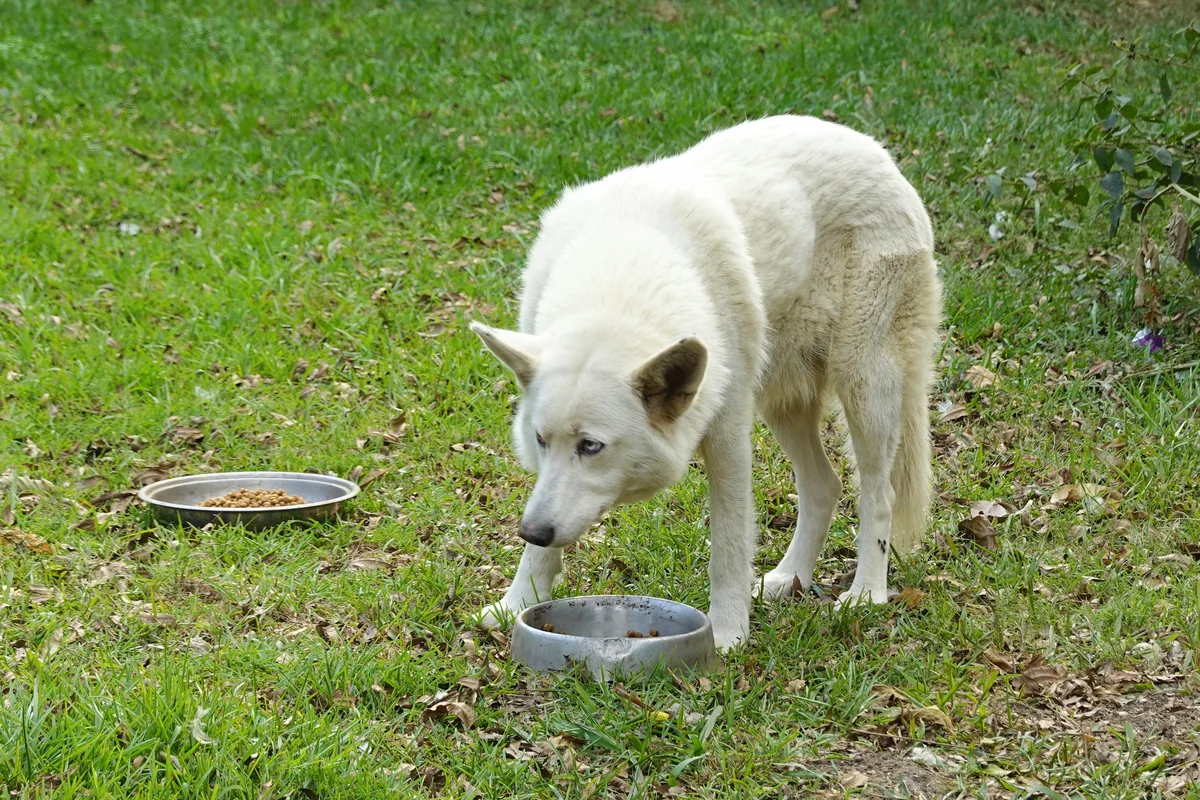 A white dog beside food bowls on grass