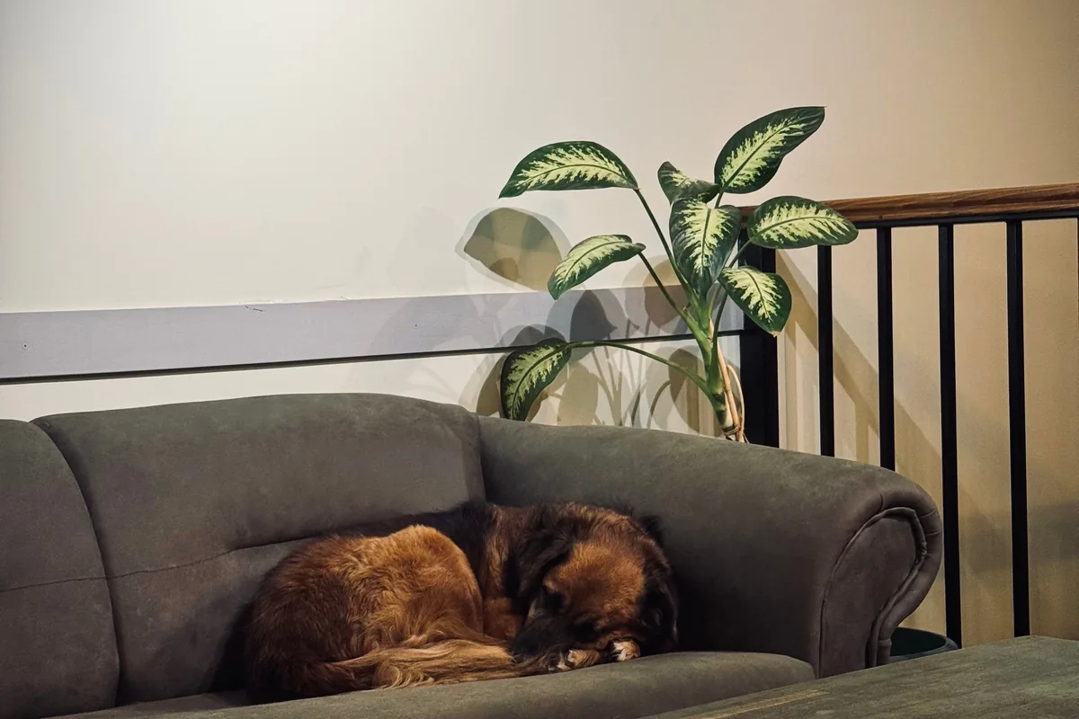 A dog resting on a sofa in a warm living room