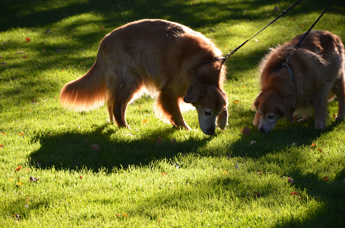 Two golden retrievers exploring green grass in a sunny park