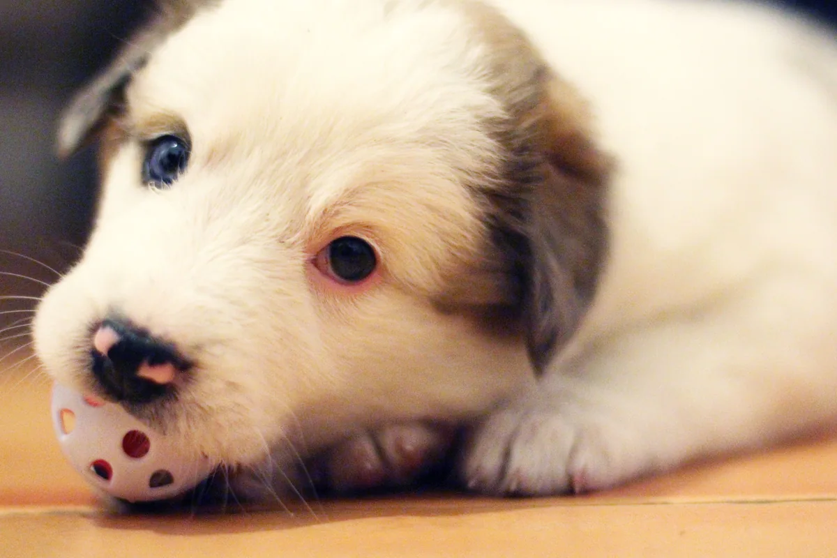 A white and brown puppy playing with a spotted ball