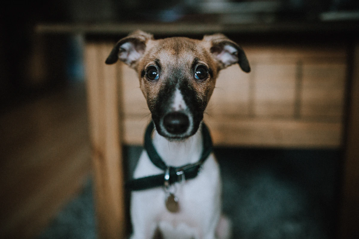A small brown puppy looking toward the camera
