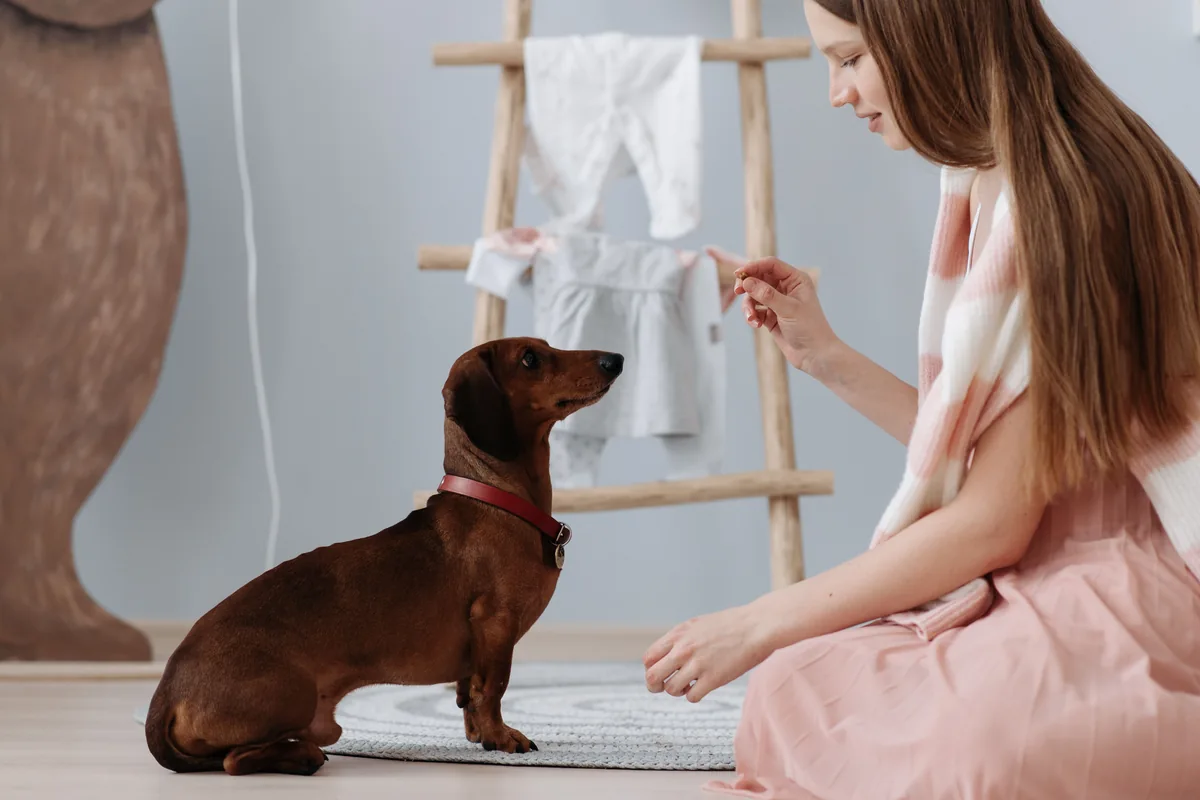 A woman practising with a small dog indoors