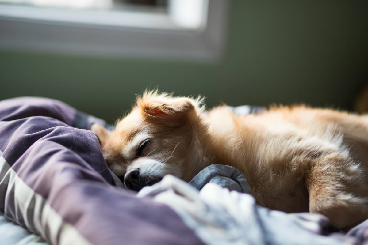 A small dog resting comfortably on a bed