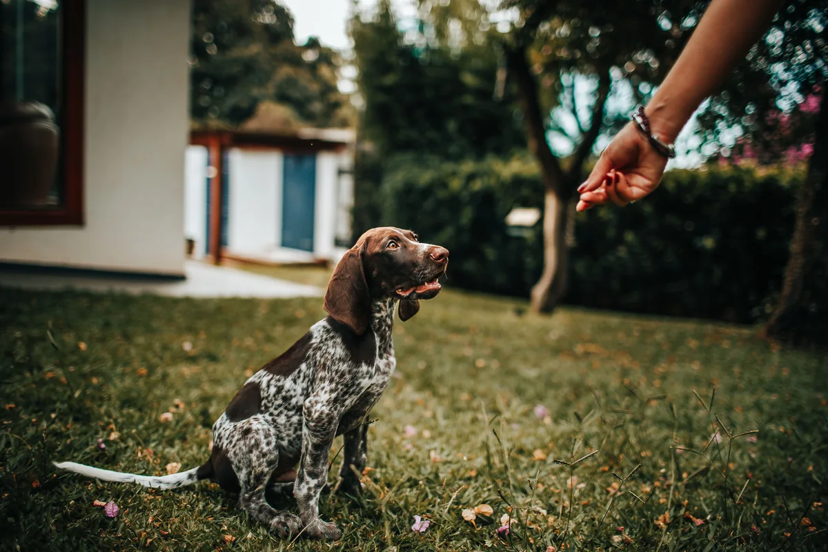 A person offering a dog a treat outdoors