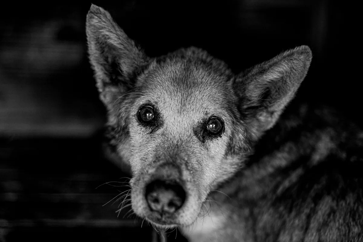 A black-and-white portrait of an older dog