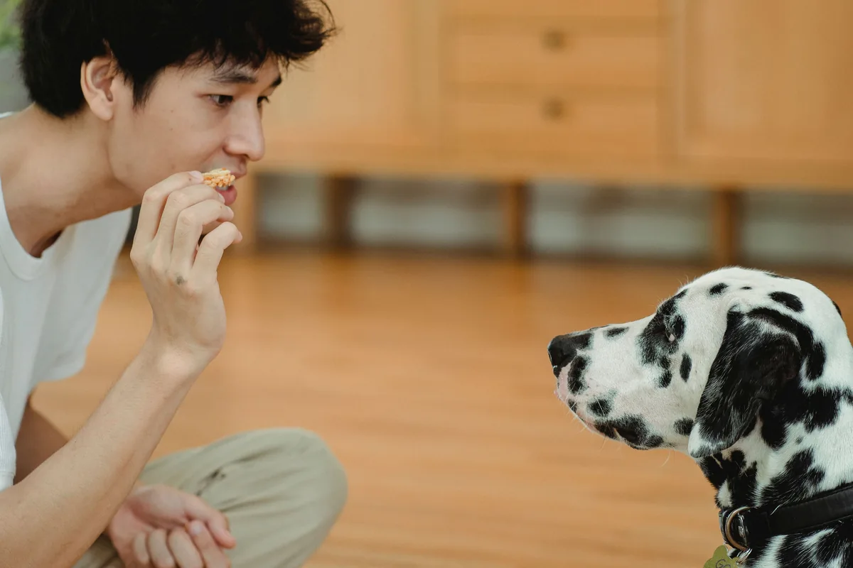 A man practising with a Dalmatian at home