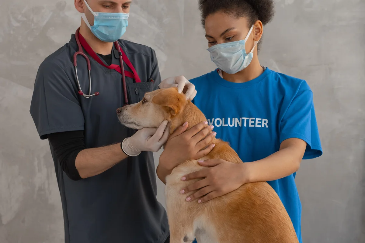 A dog being examined by a veterinary professional