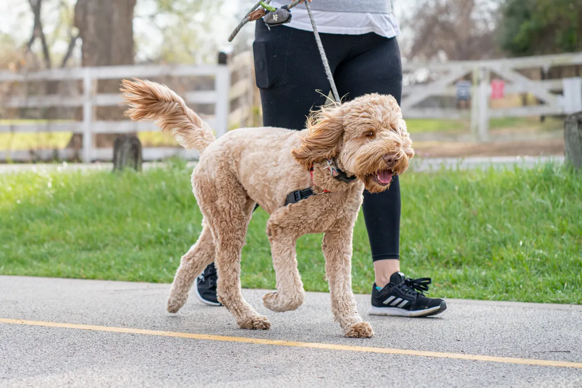 A Labradoodle walking on a lead beside its person outdoors
